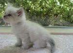Quiana Siberian - Siberian Kitten For Sale - AL&comma; US