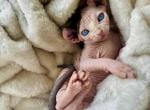 Tigger - Sphynx Kitten For Sale - Chicago&comma; IL&comma; US