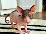 Piglet - Sphynx Kitten For Sale - 