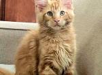 Red - Maine Coon Cat For Sale - Jasper&comma; GA&comma; US