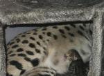 Payment Plans for F2 Savannahs - Savannah Kitten For Sale - MI&comma; US
