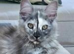 Litter R female - Maine Coon Cat For Sale - Jasper&comma; GA&comma; US