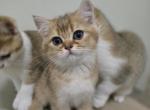 Gaston - Scottish Straight Cat For Sale - Levittown&comma; PA&comma; US