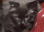 Black Betties - Maine Coon Cat For Sale - Finland&comma; MN&comma; US