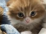 Fester - Munchkin Cat For Sale - Finland&comma; MN&comma; US