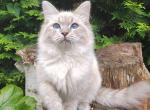Dzhaz - Siberian Cat For Sale - Pembroke Pines&comma; FL&comma; US