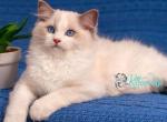 Warrior - Ragdoll Cat For Sale - Pembroke Pines&comma; FL&comma; US