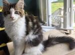 Chase Open to Trades - Maine Coon Cat For Sale - Pylesville&comma; MD&comma; US