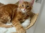 Felix - Maine Coon Cat For Sale - Los Angeles&comma; CA&comma; US