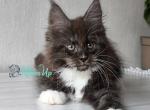 Chantal - Maine Coon Cat For Sale - Hollywood&comma; FL&comma; US