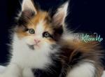 Tayna Polydactyl - Maine Coon Cat For Sale - Hollywood&comma; FL&comma; US
