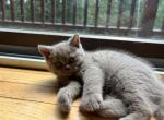 Cinnamon playful kittens - British Shorthair Kitten For Sale - Boonton&comma; NJ&comma; US
