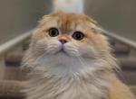 Yan - Scottish Fold Cat For Sale - Los Angeles&comma; CA&comma; US