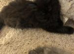 Black and Smoke Persian girls - Persian Cat For Sale - Benbrook&comma; TX&comma; US