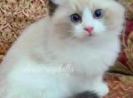 Angel - Ragdoll Kitten For Sale - Port Orange&comma; FL&comma; US