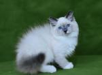 Lipa - Siberian Cat For Sale - Pembroke Pines&comma; FL&comma; US