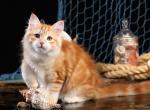Milan - Siberian Cat For Sale - Pembroke Pines&comma; FL&comma; US