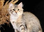 Lana - Siberian Cat For Sale - Pembroke Pines&comma; FL&comma; US