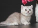 Triniti - Munchkin Cat For Sale - Pembroke Pines&comma; FL&comma; US