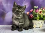 Sirius - Munchkin Cat For Sale - Pembroke Pines&comma; FL&comma; US