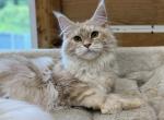 Marigold - Maine Coon Cat For Sale - Sugar Valley&comma; GA&comma; US