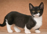 Hugh - Munchkin Cat For Sale - Brighton&comma; CO&comma; US