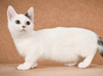 Bubochka - Munchkin Cat For Sale - Brighton&comma; CO&comma; US