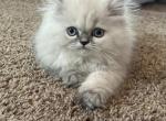 Snow - Persian Cat For Sale - River Falls&comma; WI&comma; US