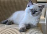 Primrose - Ragdoll Cat For Sale - Denver&comma; PA&comma; US