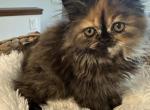 October - Persian Cat For Sale - River Falls&comma; WI&comma; US