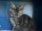 Penelope 2 - Maine Coon Cat For Sale - Cameron&comma; MO&comma; US