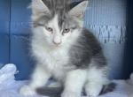 Penelope 5 - Maine Coon Cat For Sale - Cameron&comma; MO&comma; US