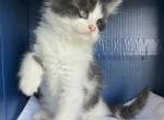 Trixie 4 - Maine Coon Cat For Sale - Cameron&comma; MO&comma; US