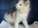 Trixie 7 - Maine Coon Cat For Sale - Cameron&comma; MO&comma; US