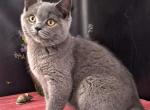 Ozzi - British Shorthair Cat For Sale - Pembroke Pines&comma; FL&comma; US