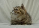 Little Brother cuddling when he can - Exotic Cat For Sale - Bonita Springs&comma; FL&comma; US