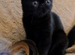 Rambo - Exotic Cat For Sale - Saint Petersburg&comma; FL&comma; US