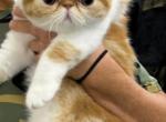 Francine - Exotic Cat For Sale - Saint Petersburg&comma; FL&comma; US