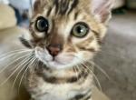 KULU - Bengal Cat For Sale - Brooklyn Park&comma; MN&comma; US