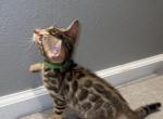 Cielo - Bengal Cat For Sale - CO&comma; US