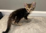 Corvus - Bengal Cat For Sale - CO&comma; US