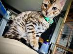 CHIP - Bengal Cat For Sale - Brooklyn Park&comma; MN&comma; US