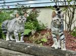 Violet's Kittens - Bengal Cat For Sale - Stroudsburg&comma; PA&comma; US