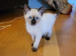 chocolate point boy - Siamese Kitten For Sale - Wayland&comma; MA&comma; US