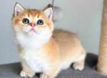 Bean teacup golden shaded girl munchkin short legs - Munchkin Kitten For Sale - TX&comma; US