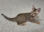 Introducing Daffadil a F3 Savannah Kitten - Savannah Cat For Sale - New Holland&comma; PA&comma; US