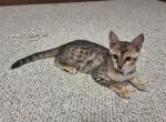 Introducing Disney a F3 Savannah Kitten - Savannah Cat For Sale - New Holland&comma; PA&comma; US