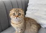 Golden Striped Scottish Fold - Scottish Fold Cat For Sale - Ferndale&comma; WA&comma; US