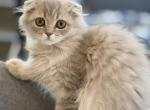 Scottish Fold Longhair Tan - Scottish Fold Cat For Sale - Ferndale&comma; WA&comma; US
