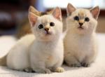 Junior - Munchkin Cat For Sale - Park City&comma; KS&comma; US